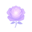 Radiant Rose 100 Radiant Rose 100