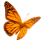 glowing butterfly 60